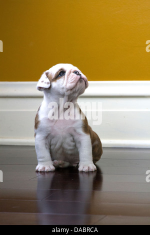 English Bulldog Puppy sitting on a wood floor looking up Stock Photo