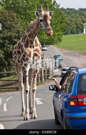 Visitors feeding giraffe from their car, West Midlands Safari Park, Bewdley, Worcestershire, West Midlands, England Stock Photo