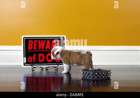 Bulldog puppy standing in front of a Beware of Dog sign with black spiked collar on the floor Stock Photo