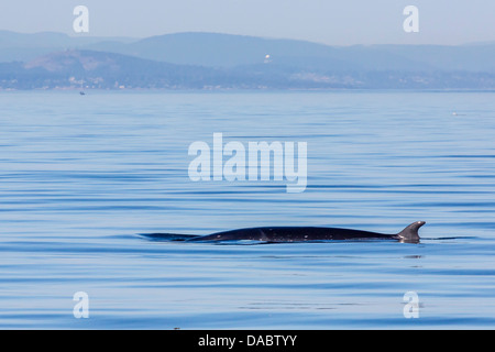 Northern minke whale, Balaenoptera acutorostrata, surfacing in Cattle Pass, San Juan Islands, Washington, USA Stock Photo