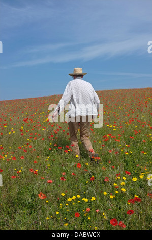 A man walks through a poppy field on the side of a hill in Cornwall Stock Photo