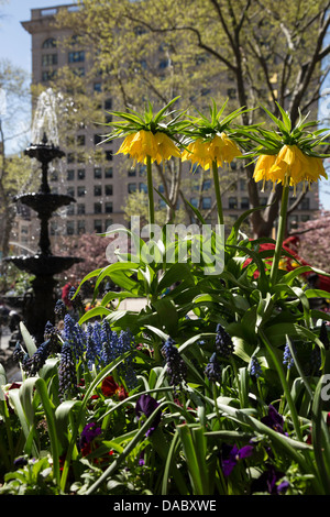 Flowers in Bloom on A Sunny Day Near Fountain, Madison Square Park, NYC Stock Photo