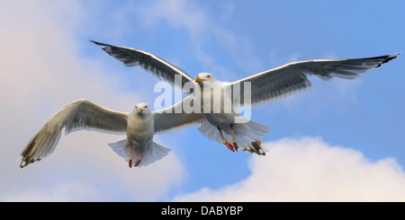 european herring gulls, larus argentatus, norway Stock Photo