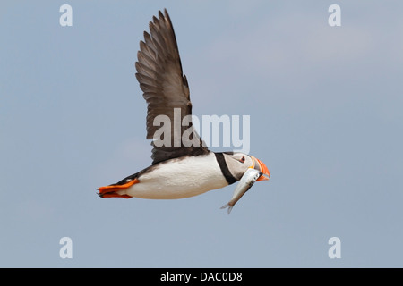 Atlantic puffin (Fratercula arctica) adult flying with fish in beak, against blue sky,  Farne Islands, England, UK, Europe Stock Photo