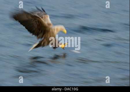 white-tailed eagle, haliaeetus albicilla, norway Stock Photo