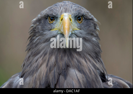 white-tailed eagle, haliaeetus albicilla, norway Stock Photo