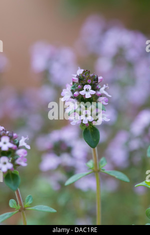 Thymus vulgaris. Common thyme / Garden thyme flowering Stock Photo