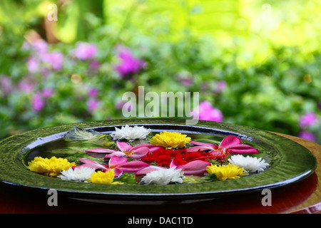 A ceramic pot filled with various colourful floating flowers at the entrance of a hotel in Phuket. A traditional practice. Stock Photo