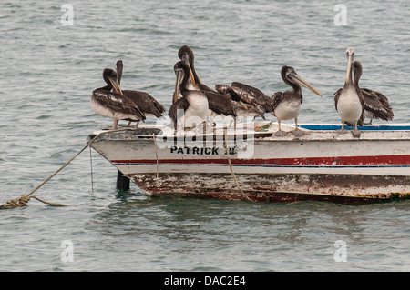 Brown pelicans rest resting on the deck rail of a small fishing boat anchored in Los Organos village near Mancora, Peru. Stock Photo
