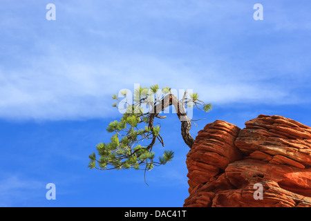 Pinyon pine (Pinus edulis) on sandstone at Zion National Park Stock Photo