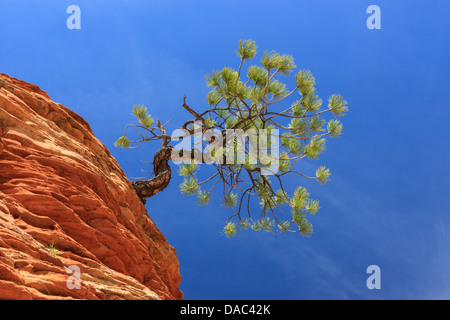 Pinyon pine (Pinus edulis) on sandstone at Zion National Park Stock Photo