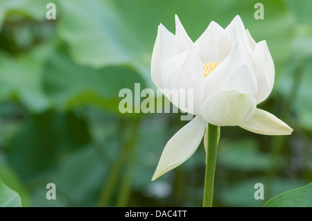 Lotus flower in bloom (Nelumbo Nucifera) Stock Photo