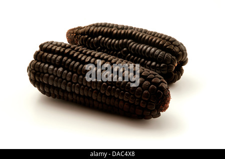 Black Aztec Corn on a white background Stock Photo