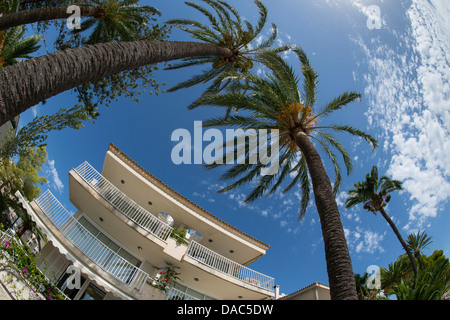 Holiday apartments and palm trees at the beautiful Puerto Pollensa (Port de Pollenca) in Northern Mallorca Majorca, Spain Stock Photo