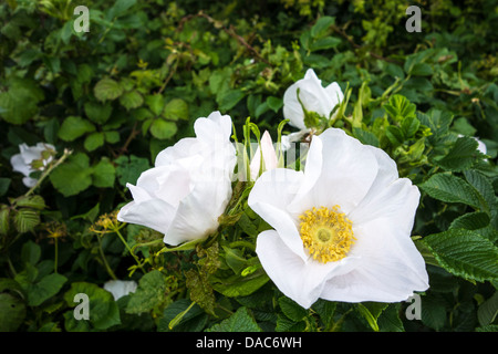 wild rose - White Rosa canina (commonly known as the dog rose) flowers Stock Photo