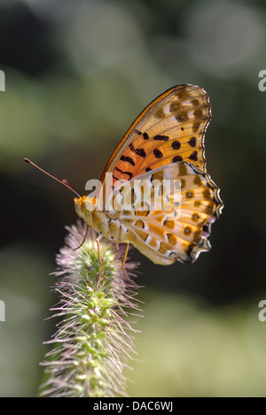 argynnis hyperbius butterfly indian fritillary Stock Photo