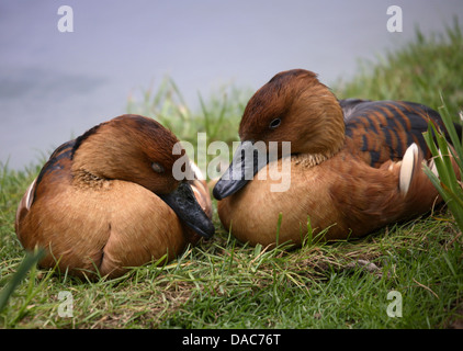 Fulvous Whistling Ducks (dendrocygna bicolor) Stock Photo