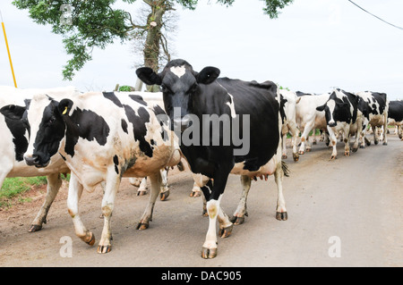 Herd of healthy well-looked after Friesian dairy cows walking down an English country lane to be milked Stock Photo