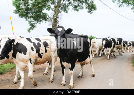 Herd of healthy well-looked after Friesian dairy cows walking down an English country lane to be milked Stock Photo