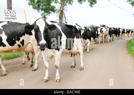 Herd of healthy well-looked after Friesian dairy cows walking down an English country lane to be milked Stock Photo
