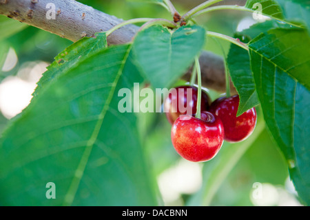 Rainier cherries on tree. Stock Photo