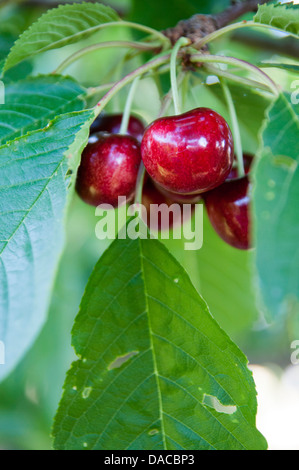 Rainier cherries on tree. Stock Photo