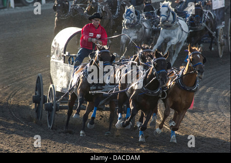 Chuckwagon race at the Calgary Stampede Stock Photo