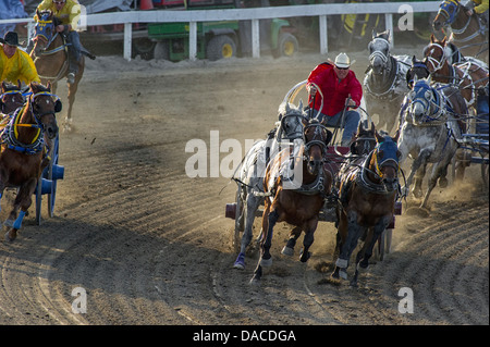 Chuckwagon race at the Calgary Stampede Stock Photo