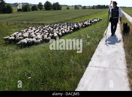 Shepherd Maik Gersonde leads his herd of 450 mother sheep to a field that is partially flooded along the Elbe River in Doemnitz, Germany, 09 July 2013. Even a month after the flood of the century, areas along the Elbe River are still flooded making it difficult to find adequate grazing space. Photo: JENS BUETTNER Stock Photo