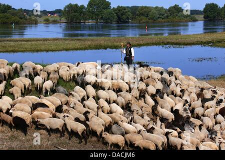 Shepherd Maik Gersonde leads his herd of 450 mother sheep to a field that is partially flooded along the Elbe River in Doemnitz, Germany, 09 July 2013. Even a month after the flood of the century, areas along the Elbe River are still flooded making it difficult to find adequate grazing space. Photo: JENS BUETTNER Stock Photo