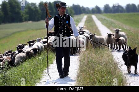 Shepherd Maik Gersonde leads his herd of 450 mother sheep to a field that is partially flooded along the Elbe River in Doemnitz, Germany, 09 July 2013. Even a month after the flood of the century, areas along the Elbe River are still flooded making it difficult to find adequate grazing space. Photo: JENS BUETTNER Stock Photo