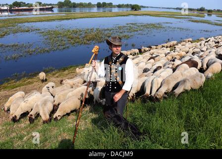 Shepherd Maik Gersonde leads his herd of 450 mother sheep to a field that is partially flooded along the Elbe River in Doemnitz, Germany, 09 July 2013. Even a month after the flood of the century, areas along the Elbe River are still flooded making it difficult to find adequate grazing space. Photo: JENS BUETTNER Stock Photo