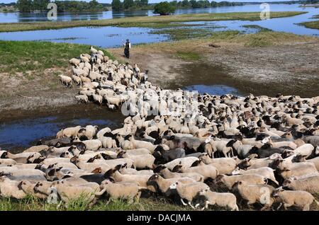 Shepherd Maik Gersonde leads his herd of 450 mother sheep to a field that is partially flooded along the Elbe River in Doemnitz, Germany, 09 July 2013. Even a month after the flood of the century, areas along the Elbe River are still flooded making it difficult to find adequate grazing space. Photo: JENS BUETTNER Stock Photo