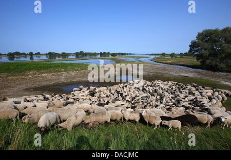 Shepherd Maik Gersonde leads his herd of 450 mother sheep to a field that is partially flooded along the Elbe River in Doemnitz, Germany, 09 July 2013. Even a month after the flood of the century, areas along the Elbe River are still flooded making it difficult to find adequate grazing space. Photo: JENS BUETTNER Stock Photo