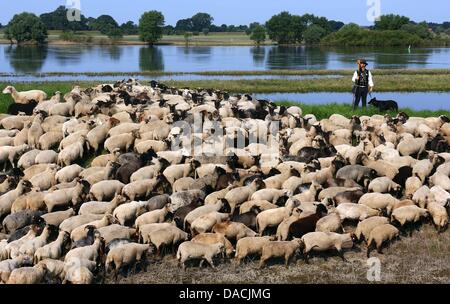 Shepherd Maik Gersonde leads his herd of 450 mother sheep to a field that is partially flooded along the Elbe River in Doemnitz, Germany, 09 July 2013. Even a month after the flood of the century, areas along the Elbe River are still flooded making it difficult to find adequate grazing space. Photo: JENS BUETTNER Stock Photo