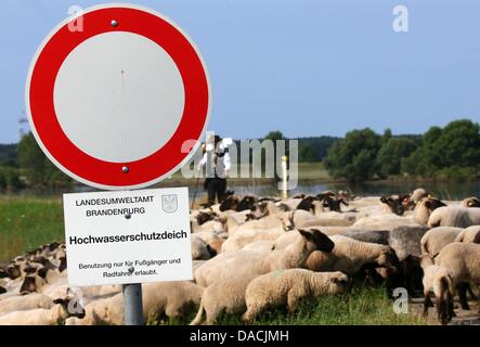 Shepherd Maik Gersonde leads his herd of 450 mother sheep to a field that is partially flooded along the Elbe River in Doemnitz, Germany, 09 July 2013. Even a month after the flood of the century, areas along the Elbe River are still flooded making it difficult to find adequate grazing space. Photo: JENS BUETTNER Stock Photo