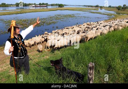 Shepherd Maik Gersonde leads his herd of 450 mother sheep to a field that is partially flooded along the Elbe River in Doemnitz, Germany, 09 July 2013. Even a month after the flood of the century, areas along the Elbe River are still flooded making it difficult to find adequate grazing space. Photo: JENS BUETTNER Stock Photo