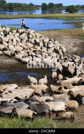 Shepherd Maik Gersonde leads his herd of 450 mother sheep to a field that is partially flooded along the Elbe River in Doemnitz, Germany, 09 July 2013. Even a month after the flood of the century, areas along the Elbe River are still flooded making it difficult to find adequate grazing space. Photo: JENS BUETTNER Stock Photo