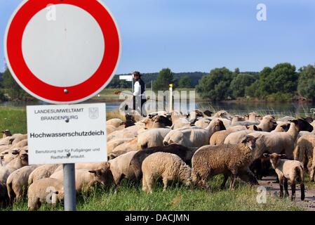 Shepherd Maik Gersonde leads his herd of 450 mother sheep to a field that is partially flooded along the Elbe River in Doemnitz, Germany, 09 July 2013. Even a month after the flood of the century, areas along the Elbe River are still flooded making it difficult to find adequate grazing space. Photo: JENS BUETTNER Stock Photo