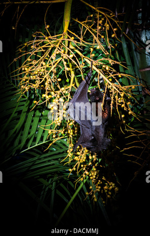 Black Flying Fox (Pteropus alecto)feeding on palm tree seeds, Brisbane, Queensland, Australia Stock Photo