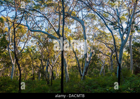 Scribbly Gum & Grass Trees in forest, Moreton Island, Queensland, Australia Stock Photo