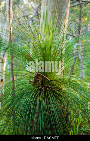 Scribbly Gum & Grass Trees in forest, Moreton Island, Queensland, Australia Stock Photo