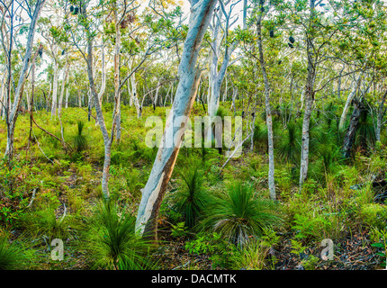 Scribbly Gum & Grass Trees in forest, Moreton Island, Queensland, Australia Stock Photo