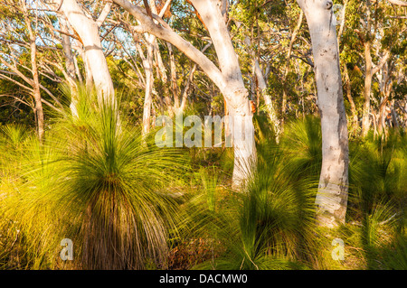 Scribbly Gum & Grass Trees in forest, Moreton Island, Queensland, Australia Stock Photo