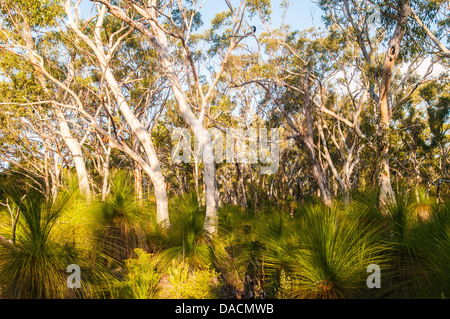 Scribbly Gum & Grass Trees in forest, Moreton Island, Queensland, Australia Stock Photo