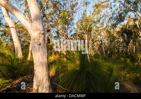 Scribbly Gum & Grass Trees in forest, Moreton Island, Queensland, Australia Stock Photo