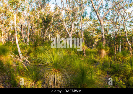 Scribbly Gum & Grass Trees in forest, Moreton Island, Queensland, Australia Stock Photo