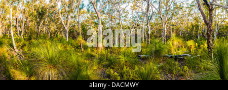 Scribbly Gum & Grass Trees in forest, Moreton Island, Queensland, Australia Stock Photo