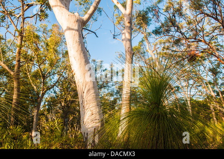 Scribbly Gum & Grass Trees in forest, Moreton Island, Queensland, Australia Stock Photo