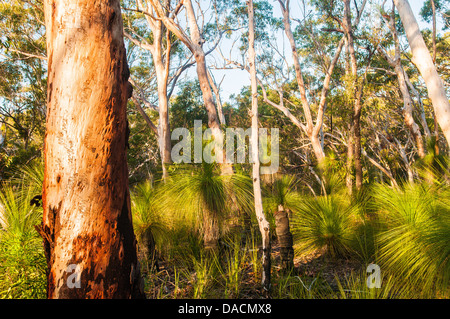 Scribbly Gum & Grass Trees in forest, Moreton Island, Queensland, Australia Stock Photo